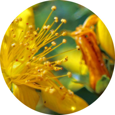 セイヨウオトギリソウエキス