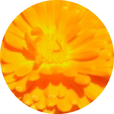 トウセンカ花エキス