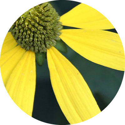 アルニカ花エキス