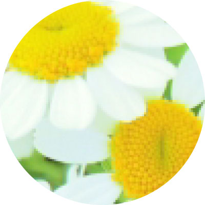 カミツレ花エキス