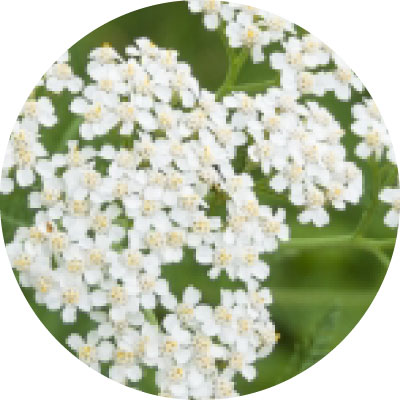 セイヨウノコギリソウエキス