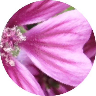 ゼニアオイ花エキス