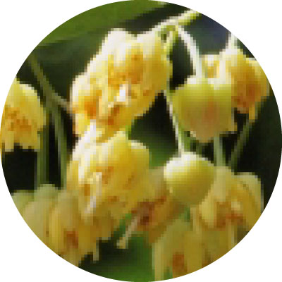 フユボダイジュエキス